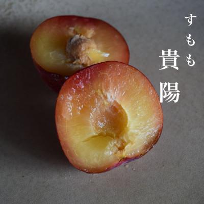 ふるさと納税 南アルプス市 【2027年7月より発送】【すもも・貴陽】一生に一度は食べたい!王様のひと玉! 計1kg(4〜6玉)