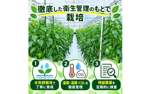 秀品 ピーマン 1.5kg |  国産 野菜 やさい 新鮮野菜 旬 産地直送 農園直送 お取り寄せ おかず 食品 食材 炒め物 肉詰め サラダ 天ぷら BBQ バーベキュー お弁当 大容量 高知県 南