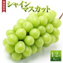 【ふるさと納税】ぶどう［2024年先行予約］シャインマスカット 1房～2房（1kg以上）岡山県産 | フルーツ 果物 くだもの 食品 人気 おすすめ 送料無料