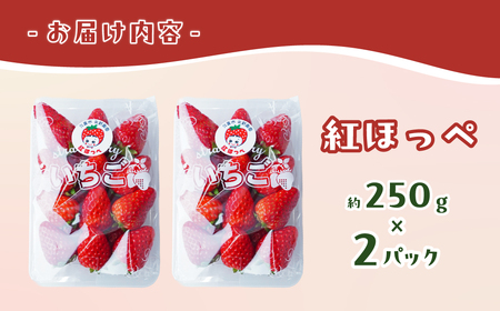 いちご 紅ほっぺ 250g×2パック 計500g ｜いちご 苺 矢野農園 埼玉県 久喜市