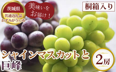【先行予約】お中元　シャインマスカットと巨峰　桐箱入り2房【茨城県共通返礼品 かすみがうら市】 No.609