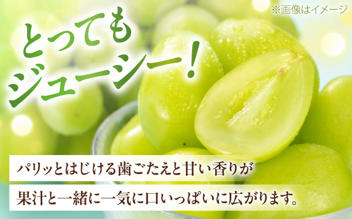【先行予約】シャインマスカット ムジ 3～5房 約2kg ＜2026年8月下旬～発送開始＞ ／ シャインマスカット 大人気 愛媛県 美味しい 人気 皮ごと 葡萄 ブドウ 愛媛県産 内子町産 新鮮 旬 