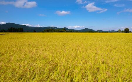 魚沼産こがねもち100％使用(令和5年産）越路もち950g×3