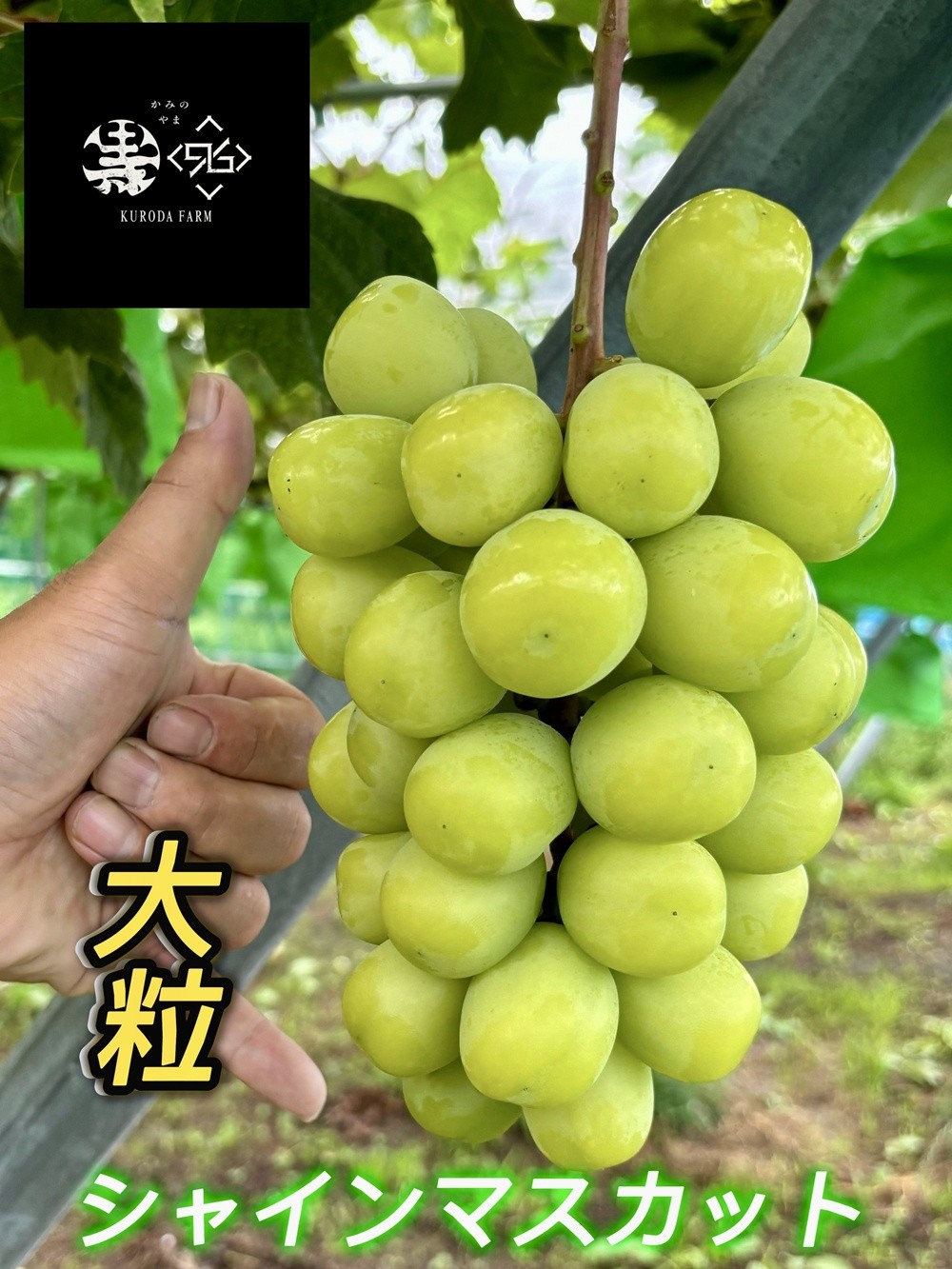 
                  シャインマスカット　大粒　１房　６００ｇ以上　特秀品　0102-2601
                