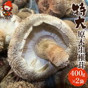 【ふるさと納税】【先行予約】特大 原木生椎茸 400g×2 生しいたけ 生シイタケ 大分県産 九州産 中津市 国産 送料無料／熨斗対応可 お歳暮 お中元 など【2024年3月20日～2024年6月30日順次発送予定】