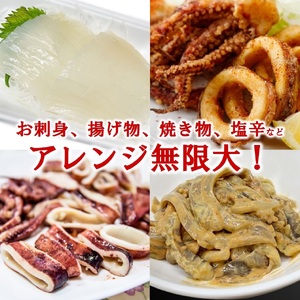 【船上箱詰で急速冷凍】冷凍スルメイカ 大20尾入 鮮度抜群！ いか イカ