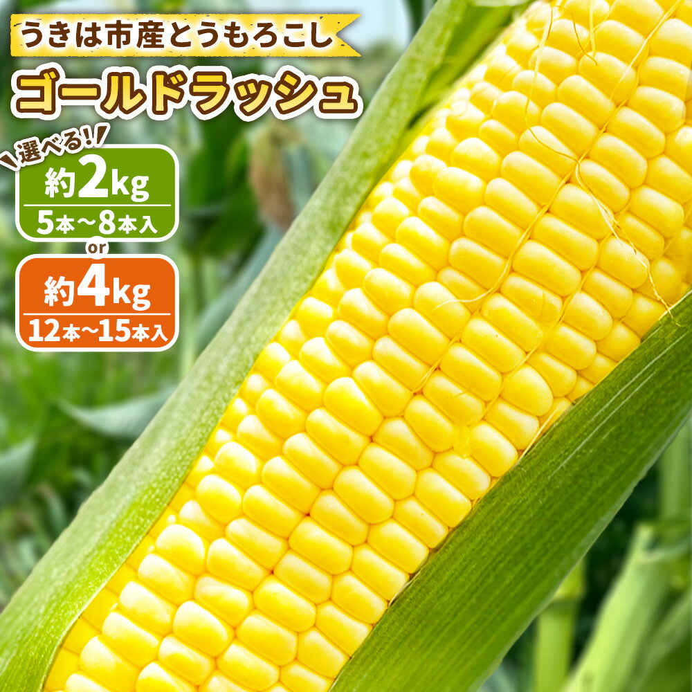 【ふるさと納税】＜選べる内容量＞とうもろこし ゴールドラッシュ 5本～8本入（約2kg） / 12本～15本入（約4kg） トウモロコシ フルーツコーン 野菜 やさい 冷蔵 福岡県産 国産 九州 福岡県 うきは市 送料無料 【2026年5月下旬～6月下旬発送予定】