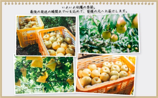 【期間限定】 梨  5kg 品種 おまかせ 8月下旬～9月下旬発送 岡喜農園 令和8年産 数量限定 なし ナシ 幸水 豊水 品種 2026年産 夏 フルーツ 果実 くだもの 竜王産 滋賀県 竜王町 送