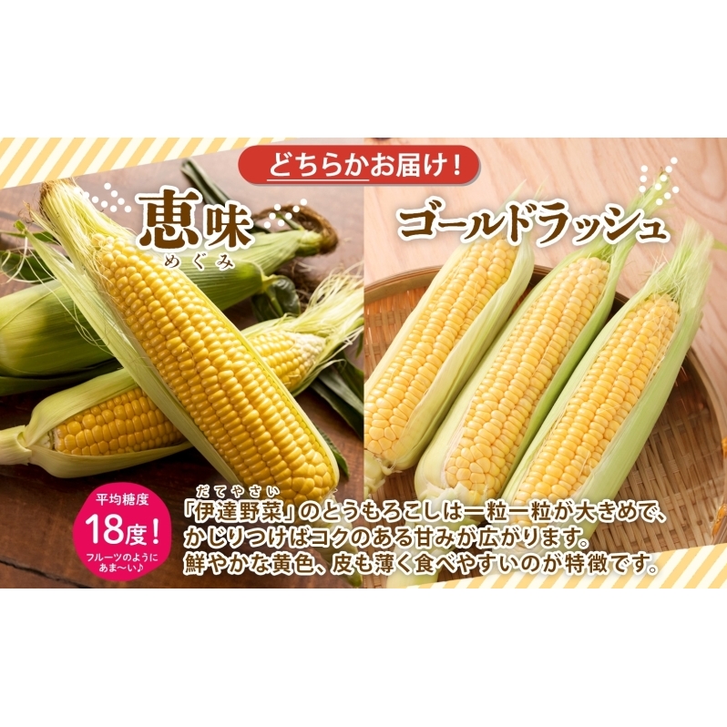  北海道産 とうもろこし 恵味 ゴールドラッシュ ホイップコーン トウモロコシ とうきび イエロー ホワイト コーン スイートコーン 先行受付 新鮮 産地直送 野菜 めぐみ ふじいファーム  送料無料