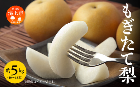 梨 5kg 採れたて あきた梨 幸水 あきづき 南水 かおり 秋泉 秀玉 新星 新高 12~18玉前後 旬 果物 くだもの フルーツ なし 冷蔵 送料無料 お取り寄せ 秋田県産 秋田 潟上市 《9月中旬~10月下旬より順次発送》 【加賀谷農園】