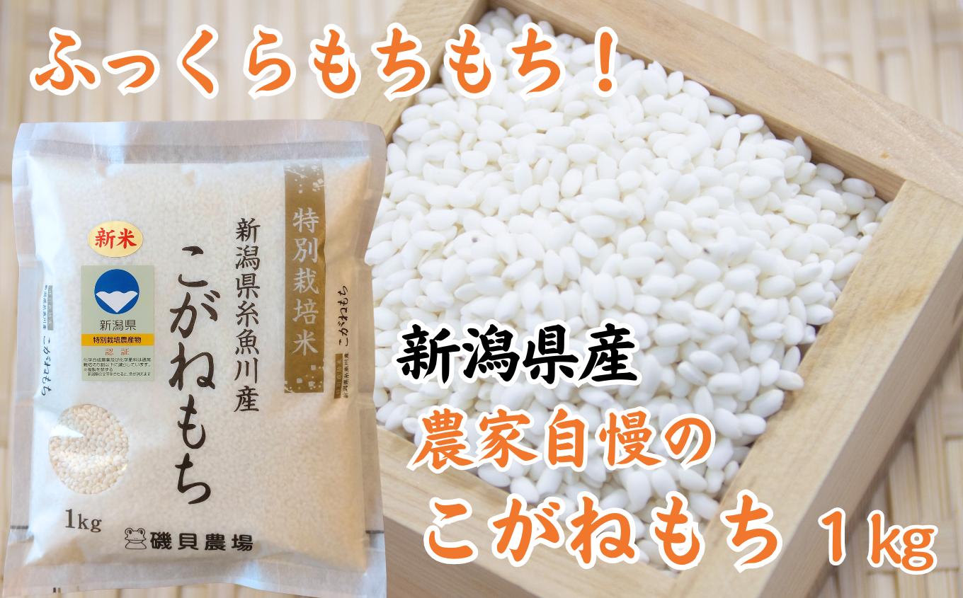 
新米 新潟県産 もち米『こがねもち』1kg 令和6年産 ふっくらモチモチ！ 芳醇な甘い香り 磯貝農場【ふるさと納税 米 ブランド米 餅 赤飯 おこわ 糸魚川 もち米 黄金餅 2024】
