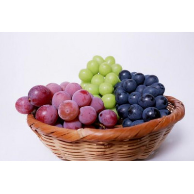 ぶどう おまかせ 3品種 食べ比べ シャインマスカット ピオーネ 巨峰 我が道 ＜2026年8月より順次発送予定＞ (県内共通返礼品:かすみがうら市産) 先行予約 ぶどう ブドウ 葡萄 フルーツ 茨城