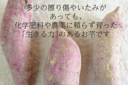 【フードロス対応・規格外】有機サツマイモ　訳ありサツマイモを簡易包装にして増量しました。旬の時期（12月、1月、2月）のみ期間限定発送 2140 さつまいも　甘藷