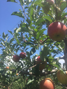 白州のジュースとジャムセット [h334]