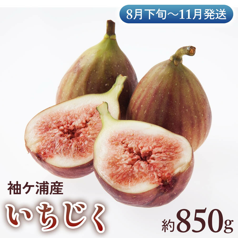 【ふるさと納税】袖ケ浦産いちじく 約850g《8月下旬から11月発送》グリーンファーム三基｜直送 果物 くだもの フルーツ スイーツ イチジク 袖ケ浦 房総 千葉 [0392]
