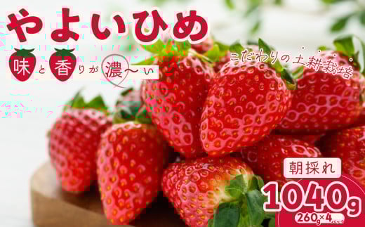 いちご やよいひめ 約260g×4パック | 苺 イチゴ いちご 茨城 新鮮 いちご  大粒 いちご  やよいひめ フルーツ 旬 産地 直送 フレッシュ 新鮮 朝採れ 採れたて  糖度 酸味 バランス 果肉 健康 美容 果物 おやつ デザート  贈り物 食べ比べ 人気 美味しい 甘い 日持ち ベリー ブランド 檜山いちご園 茨城県 常陸太田市