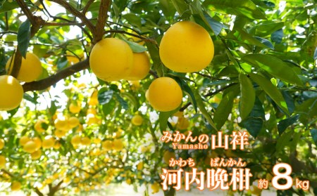 数量限定 先行予約 贈答用 河内晩柑 8kg （ 2L サイズ ） みかん 蜜柑 かわちばんかん 愛南ゴールド 果物 フルーツ 柑橘 ゼリー ジュース ギフト 贈答 プレゼント 贈り物 ビタミン 健康 美容 みかんの山祥 愛南町 愛媛県