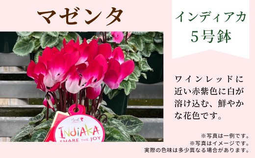 【カラー：マゼンタ】11月中旬から順次発送★農林水産大臣賞受賞 愛知県産 シクラメン ５号鉢 インディアカ 農林水産大臣賞受賞歴あり 花 マゼンタ パープル レッド フクシア プレゼント 贈り物 鉢花 鉢 ガーデン ガーデニング 愛知県産 クリスマス -270