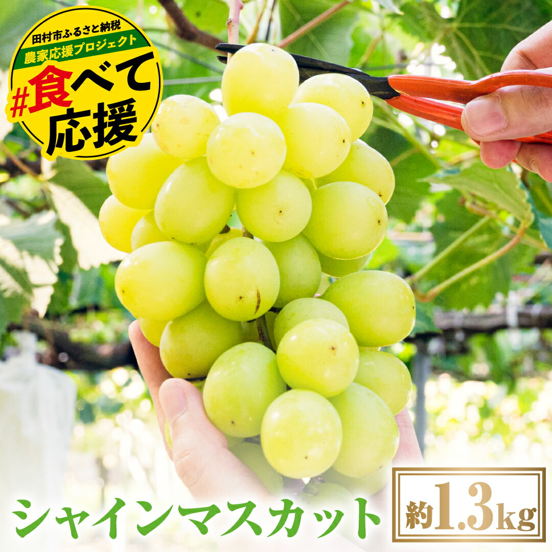 【ふるさと納税】＼限定価格／ シャインマスカット1.3kg 10月発送 先行予約 冷蔵 種無し 種なし シャインマスカット ぶどう 品種 果物 甘い 巨峰 美味しい 希少 人気 ランキング おすすめ 福島県 田村市 鈴木農園