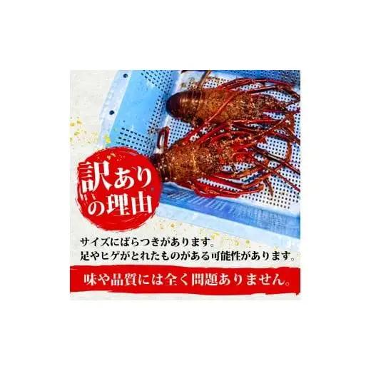 【 伊勢海老 】 伊勢海老1kg