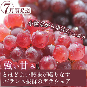 フルーツ 定期便 全3回 ぶどう 食べ比べ