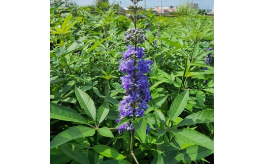 
夏に穂状の薄紫色の綺麗な花を楽しみませんか?　セイヨウニンジンボク(庭木・果樹)【1367783】
