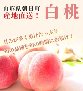 先行予約 山形県 朝日町産 白桃 秀品 3kg 9～12玉程度 フルーツ 山形産 桃 もも モモ ピーチ 果物 夏 【8月上旬～9月上旬発送】