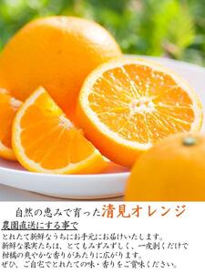 清見オレンジ10kg（大小混合）《ご家庭用》ちょっと訳あり　和歌山県より農園直送！まごころ産直みかん【北海道・沖縄県・一部離島 配送不可】訳アリ　わけあり　みかん　きよみ　清見タンゴール　清美