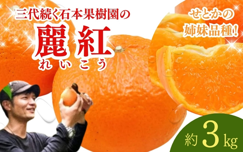 【先行予約】石本果樹園の美味しい麗紅（レイコウ）約3kg 約18～20玉前後【2027年2月中旬から3月中旬までに順次発送予定】 / みかん フルーツ くだもの 果物 れいこう【min003C】