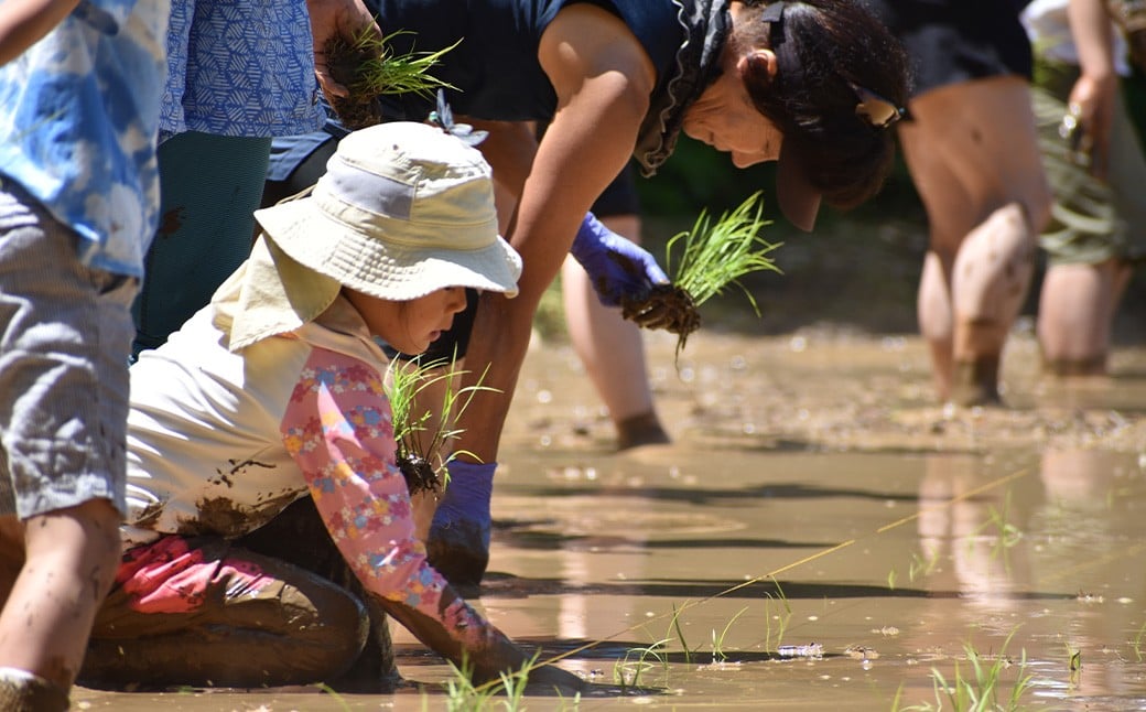 令和7年度産 自然栽培米 ササニシキ 玄米 30kg 農薬 化学肥料 不使用