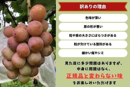 訳あり クイーンニーナ　2房 合計1.0kg以上 産地直送 朝採れ ぶどう 葡萄 岡山 Kawahara Green Farm　岡山県産 2025