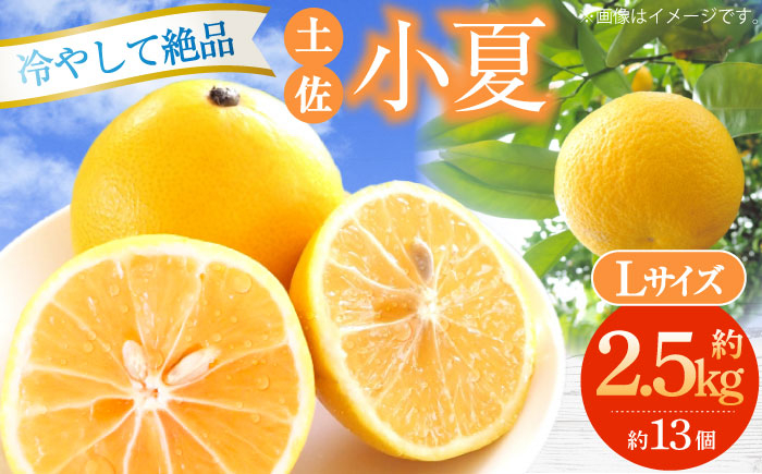 
土佐小夏約2.5kg 13個前後 Lサイズ さわやかな甘さが絶品 ヒュウガナツ ニューサマーオレンジ フルーツ 果物 季節もの 【フルーツショップオザキ】 [ATAH002]

