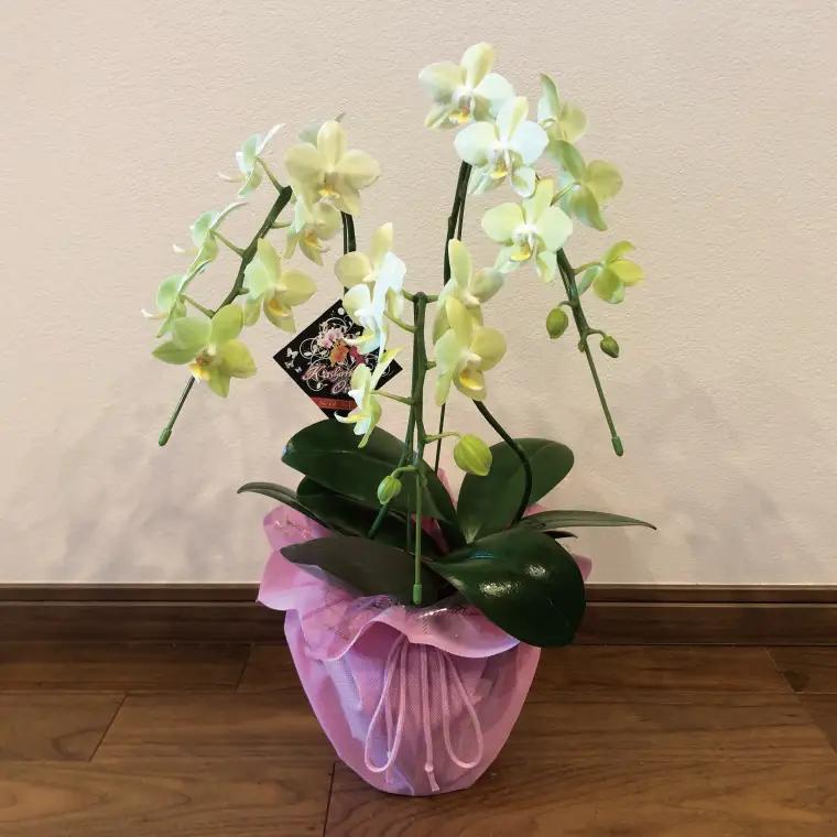 花農家応援企画！！おまかせミニ胡蝶蘭（3本寄せ）【お花 花 コチョウラン 胡蝶蘭 蘭 ラッピング 贈り物 プレゼント 誕生日 お祝い 誕生日 母の日 父の日 敬老の日 鹿嶋市 茨城県】（KAR-10）
