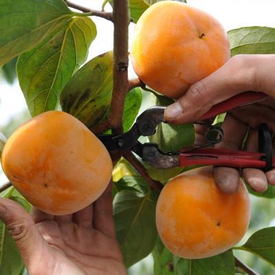 ふるさと納税 五條市 奈良県五條市　堀うち農園のあんぽ柿　【訳あり品】　3個入×6P |  | 03