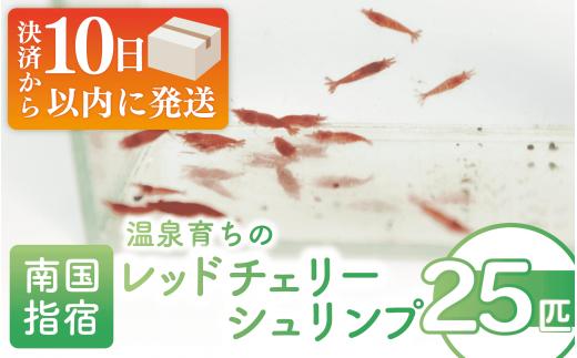 【10営業日以内に発送】【温泉育ち】レッドチェリーシュリンプ25匹(月照舎/010-1691) 水草 エビ シュリンプ メダカ 掃除 苔 苔掃除 観賞 水槽 熱帯魚 インテリア ナチュラル 自然 アクアリウム ペット 観賞用 温泉 温泉水 かけ流し 飼育 国産 指宿 いぶすき【配送不可地域：北海道・沖縄県・離島】