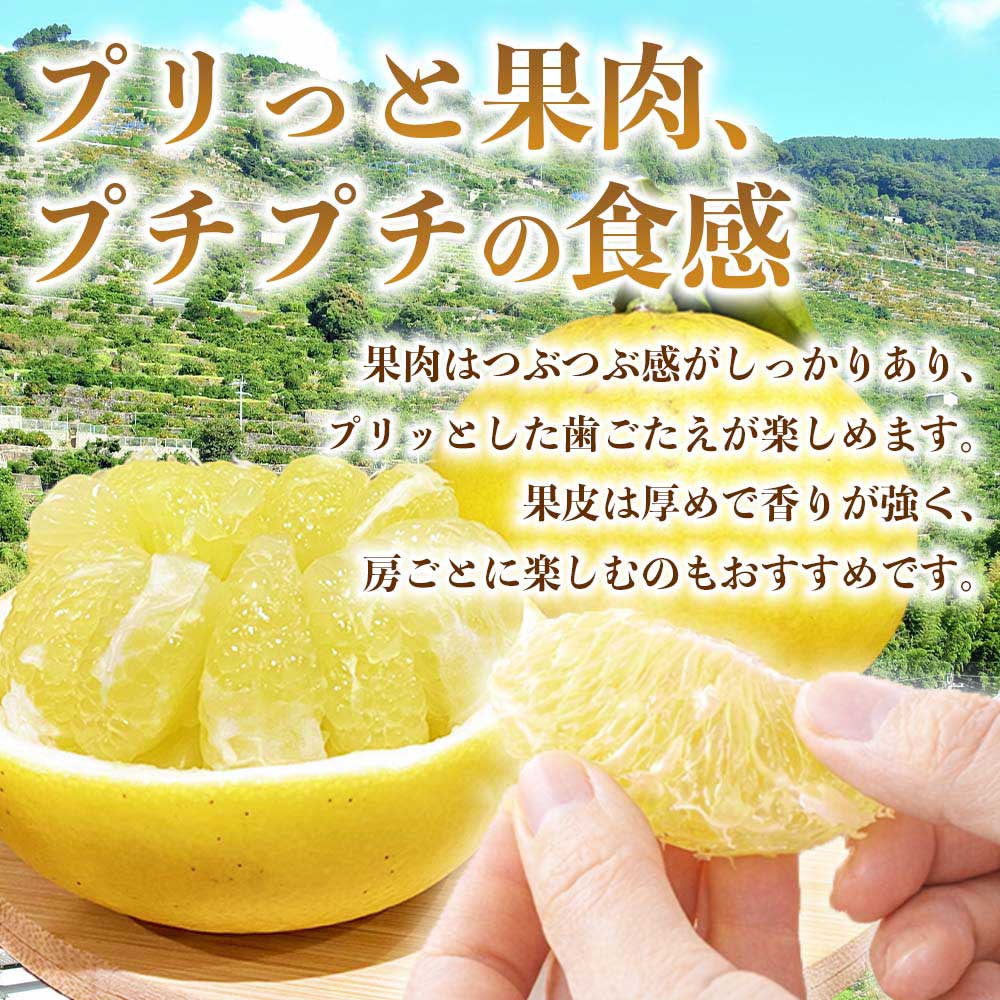 先行予約 訳あり パール柑 文旦 約8kg 果物 フルーツ くだもの 柑橘 【2027年2月上旬〜2027年3月下旬配送予定】文旦 ぶんたん 果物 フルーツ くだもの 柑橘 グレープフルーツ 国産 熊
