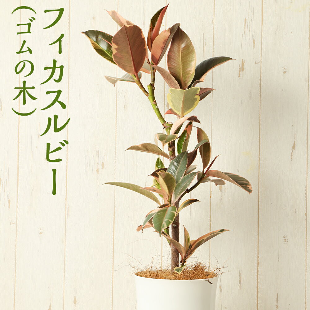 【ふるさと納税】フィカスルビー（ゴムの木）1鉢 植物 観葉植物 グリーン インテリア 熊本県 高森町 送料無料