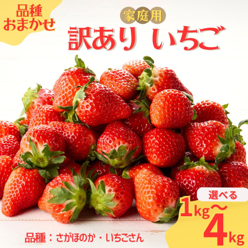 ★予約受付★平川いちご農園【2月～5月 順次配送】玄海町産いちご（家庭用・訳あり）／ 送料無料 いちご さがほのか いちごさん 希少 果物 くだもの フルーツ デザート 予約受付