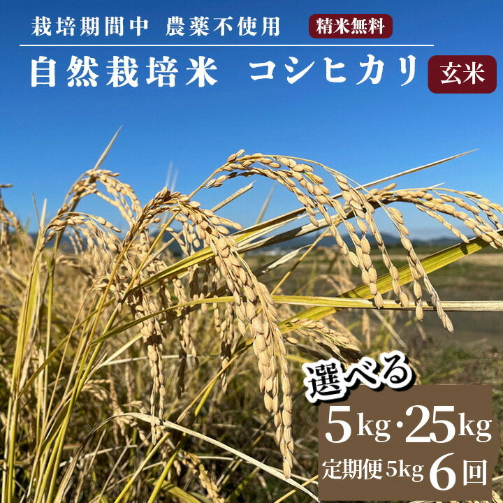 【ふるさと納税】米 予約 令和7年産 自然栽培米 コシヒカリ 玄米 5kg / 25kg / 5kg×6ヶ月 定期便 京都府・亀岡産 栽培期間中農薬不使用 ※離島への配送不可 ※2025年12月より順次発送予定 ☆月間MVPふるさと納税賞 第1号（2020年10月）