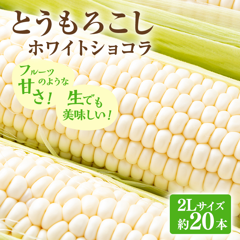 【2026年発送】富良野産 とうもろこし ホワイトコーン 約20本 コーン とうきび トウモロコシ ホワイトショコラ 2Lサイズ 野菜 甘い BBQ 北海道 富良野 ふらの