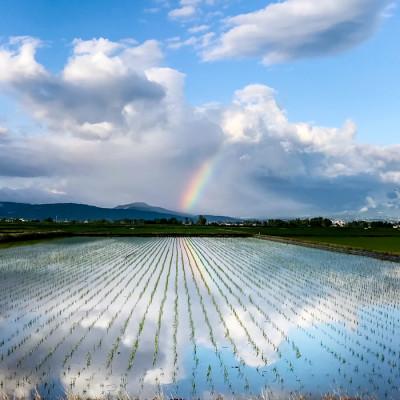 ふるさと納税 上越市 【発送月固定定期便】【偶数月】謙信秘蔵米20kg全6回 |  | 03