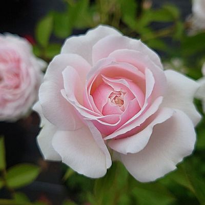 【ふるさと納税】【Apple Roses】バラ苗『ユニコーン』新苗育成苗6号ポット植え[52210861] お花 植物 バラの苗 花の苗 グラデーション 優しい香り 甘い香り 四季咲き 耐病性 育てやすい 　お届け：2025年7月1日～2025年12月31日まで