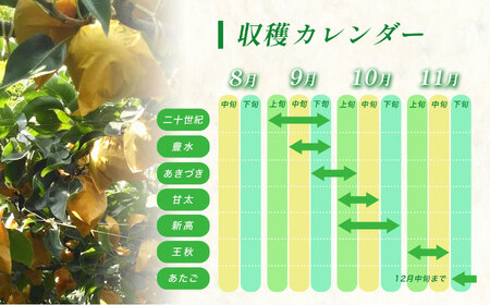美祢市産 王秋梨 約 3kg 先行予約 〈2026年 11月中旬頃 ～ 発送予定〉