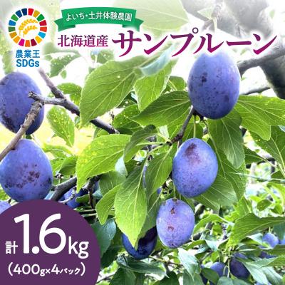 ふるさと納税 余市町 【先行受付:2026年9月中旬以降発送】余市産 生プルーン 1.6kg_Y127-0018