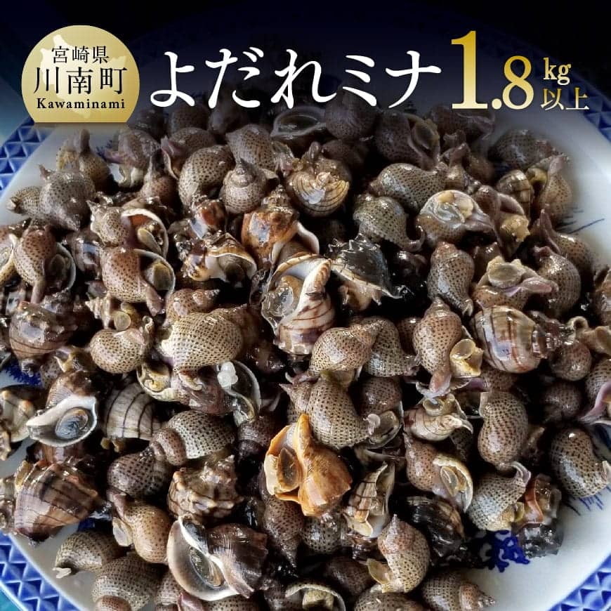 【ふるさと納税】宮崎県産活貝　日向灘獲れ！よだれミナ(シマミクリ貝・シマアラレミクリ貝) - 九州 宮崎県 川南町 おうち時間 おうちごはん お取り寄せ 送料無料 川南町 C01801