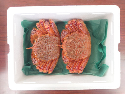 ＜濃厚＞三陸産活毛ガニ約600g×2匹 かに 蟹 毛ガニ 新鮮