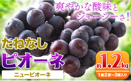 たねなし ピオーネ 約1.2kg 厳選館 《2025年8月下旬-10月中旬頃出荷》 和歌山県 日高川町 フルーツ ぶどう ピオーネ たねなし 約1.2kg 和歌山県産 送料無料【配送不可地域あり】