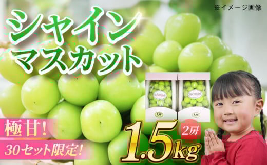 【先行予約】【9月中旬から順次発送】大粒シャインマスカット 約1.5kg（2房）マスカット シャインマスカット 大粒 ぶどう 果物 フルーツ 愛媛県大洲市/愛媛たいき農業協同組合[AGAO014]