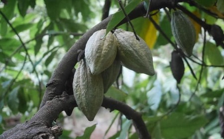 LISAチョコレート マイルド＆ビター 2枚セット (カカオ70％・80%)【 チョコ スイーツ お菓子 ギフト プレゼント 贈答品 有機 カカオ 黒糖 無添加 手作り バレンタインデー ホワイトデー