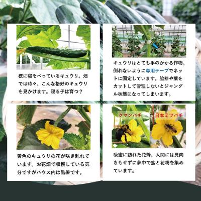 ふるさと納税 大館市 キュウリ 採りたてシャキ旨! 約1,500g |  | 02